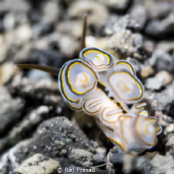 Doto Sp aka Doughnut Nudi captured at Amed, Bali.  5DM3 N... by Raj Prasad 